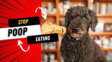 eating crap meaning|Coprophagia .